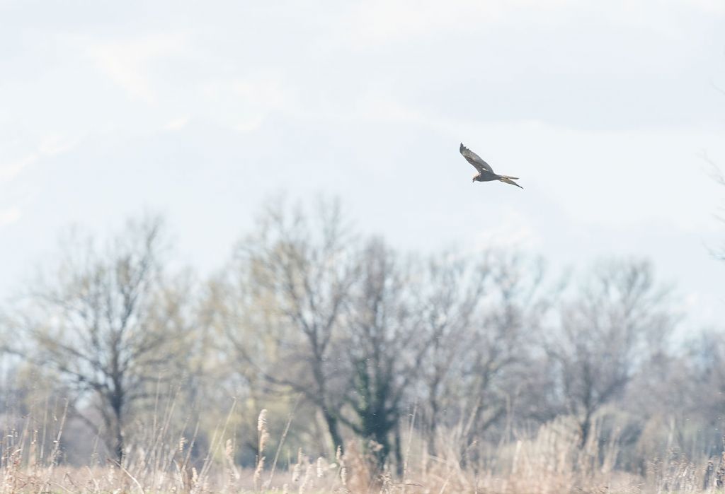 Falco di palude femmina (Circus aeruginosus)